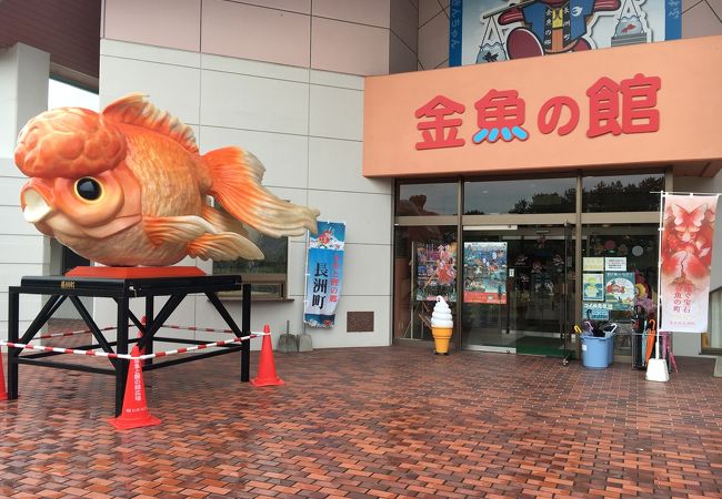 金魚の博物館みたい