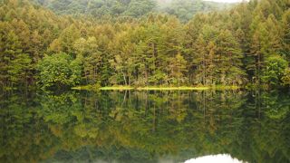 ＣＭに登場したことで話題になった池