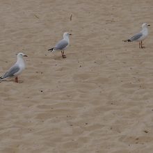 カモメが沢山います