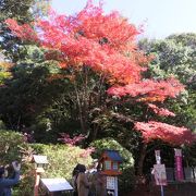 本堂周辺にある紅葉のひろば