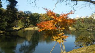 紅葉が見頃になりました