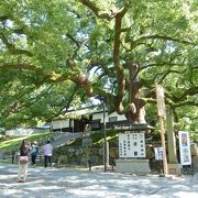 京都市登録天然記念物指定