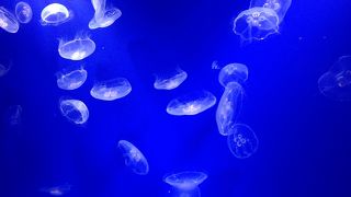 小さな水族館だけど居心地はいい