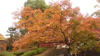 相鉄おすすめの紅葉ポイント