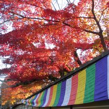 入口付近には紅葉も未だ残っていました。