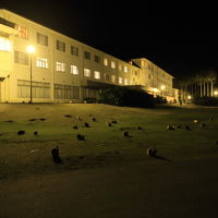 ロビー前の芝生には夜もウサギがたくさんいた