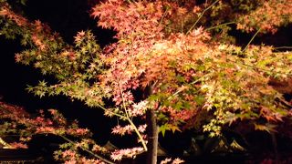 北野天満宮御土居のライトアップ　2016/11/23（祝）