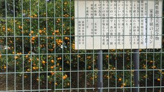 たわわになっています