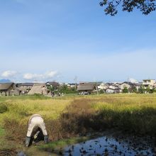 登呂遺跡の田んぼで稲刈りをしていました。