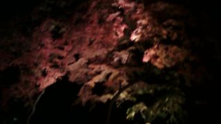 すばらしい紅葉のライトアップです。
