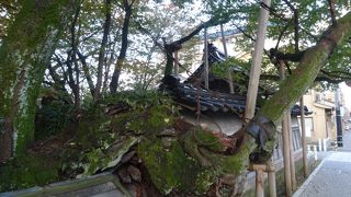 桜の季節に行ってみたいです。