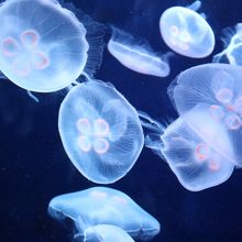 ゆらゆらとしたクラゲを見ていると、のんびりした気分～。