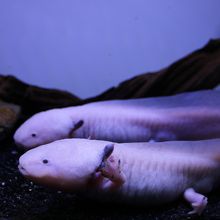 スーパーデューパー、ではなくウーパールーパーです！