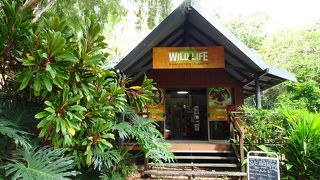 コアラを見れます