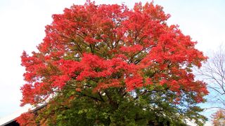 ２０１６年駒沢公園の紅葉