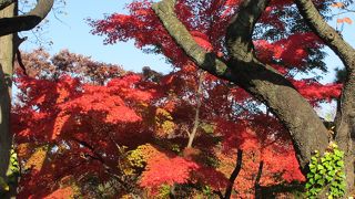 紅葉の飛鳥山公園