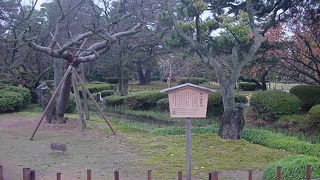 まるで菊のような桜