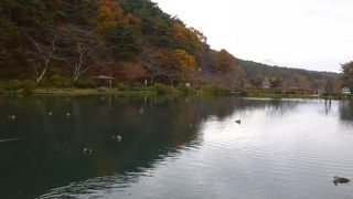 朝散歩が気持ちいい！カルガモたちがいる池