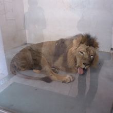 ライオン