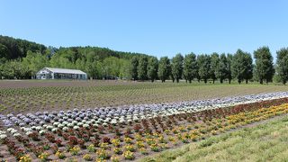 6月上旬の花畑は、少し寂しかったです。