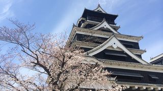 桜の季節の熊本城