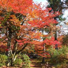 宝厳院の紅葉の庭
