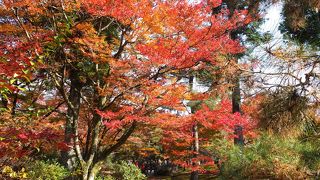 行列に並ぶ価値があるお庭