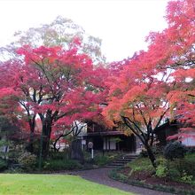 紅葉が素晴らしかったです