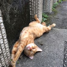 十份にもネコがいます。ホートンの猫村だけやなく。