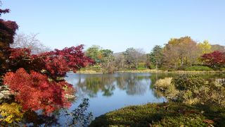 約三万坪の広～い苑内で紅葉満喫！