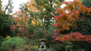日本庭園の紅葉が綺麗