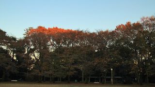 晩秋の駒場公園