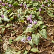 カタクリ群生地　万葉自然公園カタクリの里からみかも山へ