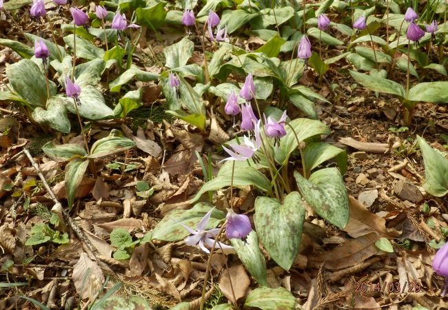 カタクリ群生地　万葉自然公園カタクリの里からみかも山へ