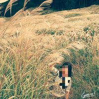 直ぐ近くに、すすきの畑 