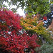 嵯峨野 厭離庵の紅葉　2016/11/26（土）