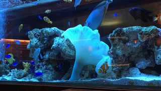 熱帯魚に癒されます