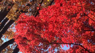 紅葉が素晴らしかった