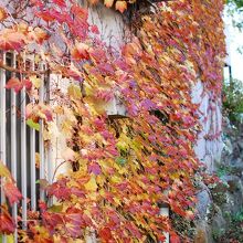 箱根写真美術館の周りの紅葉