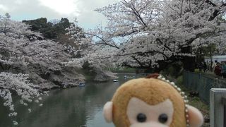 桜が素晴らしい