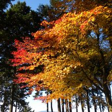 高台に残る紅葉と遠景