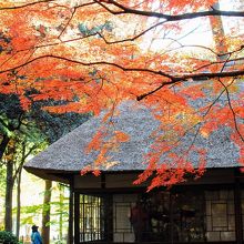 梅花書屋 蘆花恒春園 世田谷区