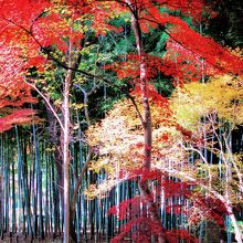 蘆花恒春園 世田谷区の都立公園