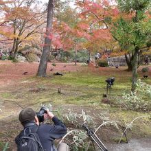 カメラマンもそんなに綺麗ではない紅葉を撮るのみ