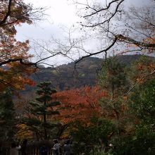 紅葉が大きすぎて借景があっても絵にならない。