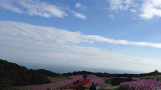 絶景の花の絨毯