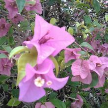 ブーゲンビリア