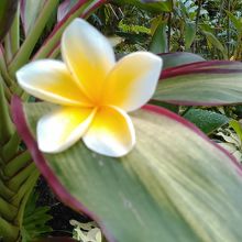 プルメリアの花が落ちている