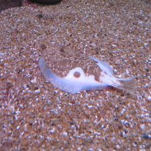 皮が剥がれて一部丸見えのカレイ