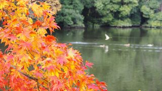 バードウォッチングで有名らしい